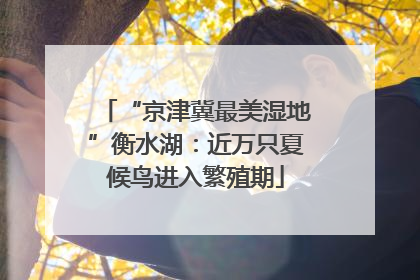 “京津冀最美湿地”衡水湖：近万只夏候鸟进入繁殖期