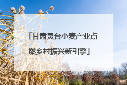 甘肃灵台小麦产业点燃乡村振兴新引擎