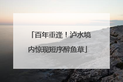 百年重逢！泸水境内惊现短序醉鱼草