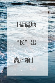 盐碱地“长”出高产粮