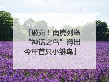 破壳！南麂列岛“神话之鸟”孵出今年首只小雏鸟
