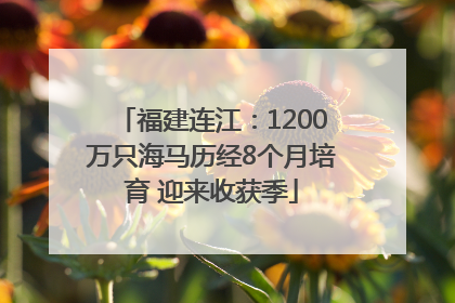 福建连江：1200万只海马历经8个月培育 迎来收获季