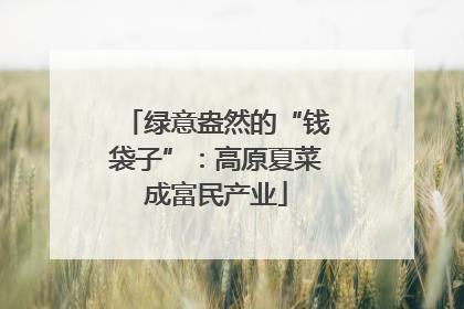 绿意盎然的“钱袋子”：高原夏菜成富民产业