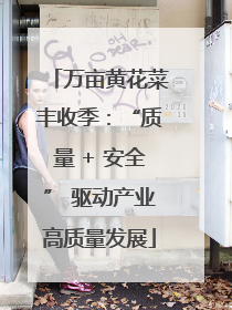 万亩黄花菜丰收季：“质量 + 安全” 驱动产业高质量发展