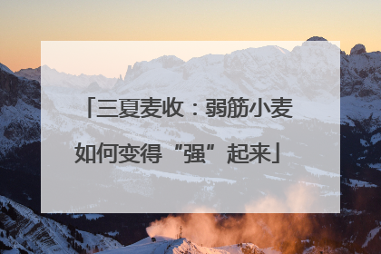 三夏麦收：弱筋小麦如何变得“强”起来