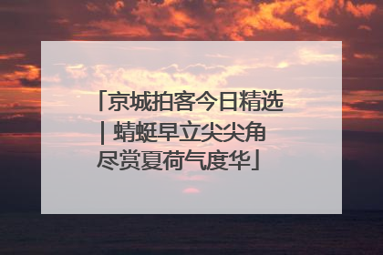 京城拍客今日精选｜蜻蜓早立尖尖角 尽赏夏荷气度华