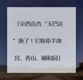 京西贡杏“玉巴达”熟了！它将牵手故宫、香山、颐和园