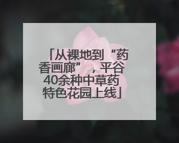 从裸地到“药香画廊”，平谷40余种中草药特色花园上线