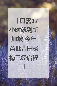 只需17小时就到新加坡 今年首批青田杨梅已经启程