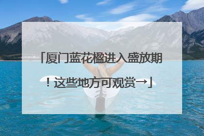 厦门蓝花楹进入盛放期！这些地方可观赏→