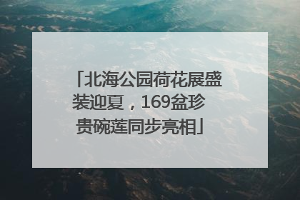 北海公园荷花展盛装迎夏，169盆珍贵碗莲同步亮相