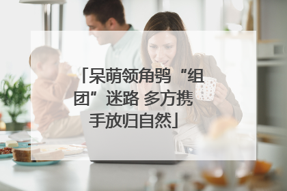 呆萌领角鸮“组团”迷路 多方携手放归自然