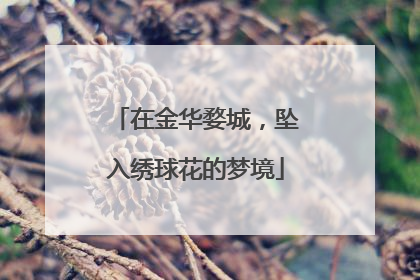 在金华婺城，坠入绣球花的梦境