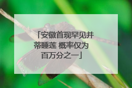 安徽首现罕见并蒂睡莲 概率仅为百万分之一
