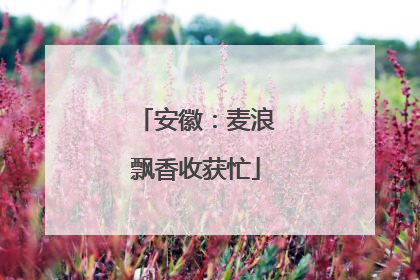安徽：麦浪飘香收获忙