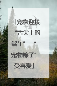 宠物迎接“舌尖上的端午” “宠物粽子”受喜爱