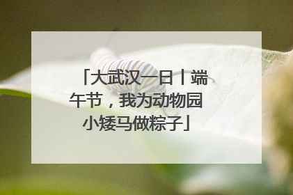 大武汉一日丨端午节，我为动物园小矮马做粽子