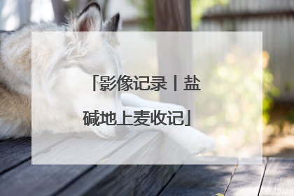 影像记录丨盐碱地上麦收记