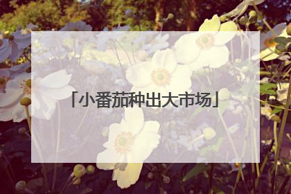 小番茄种出大市场