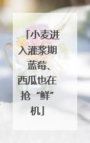 小麦进入灌浆期 蓝莓、西瓜也在抢“鲜”机