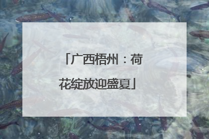 广西梧州：荷花绽放迎盛夏