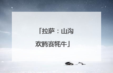 拉萨：山沟欢腾赛牦牛