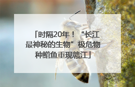 时隔20年！“长江最神秘的生物”极危物种鳤鱼重现赣江