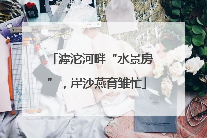 滹沱河畔“水景房”，崖沙燕育雏忙