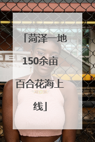 菏泽一地150余亩百合花海上线