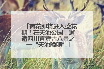 荷花即将进入盛花期！在天池公园，邂逅四川宜宾古八景之一“天池晚照”