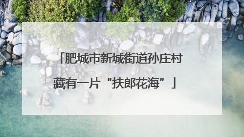 肥城市新城街道孙庄村藏有一片“扶郎花海”