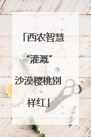 西农智慧“灌溉” 沙漠樱桃别样红