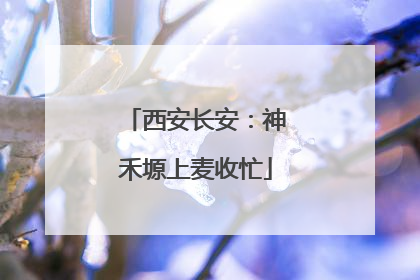 西安长安：神禾塬上麦收忙