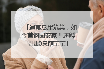通常悬崖筑巢，如今首钢园安家！还孵出10只萌宝宝