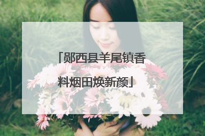 郧西县羊尾镇香料烟田焕新颜
