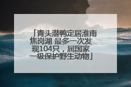 青头潜鸭定居淮南焦岗湖 最多一次发现104只，属国家一级保护野生动物