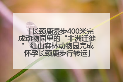 长颈鹿漫步400米完成动物园里的“非洲迁徙” 红山森林动物园完成怀孕长颈鹿步行转运