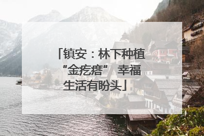 镇安：林下种植“金疙瘩” 幸福生活有盼头