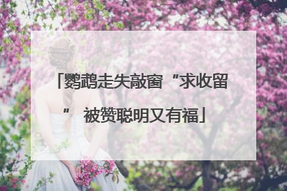 鹦鹉走失敲窗“求收留” 被赞聪明又有福