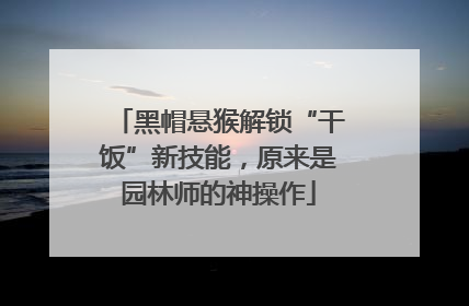 黑帽悬猴解锁“干饭”新技能，原来是园林师的神操作