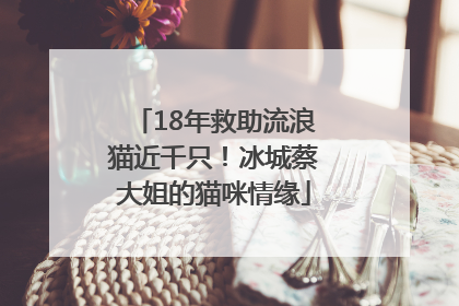 18年救助流浪猫近千只！冰城蔡大姐的猫咪情缘