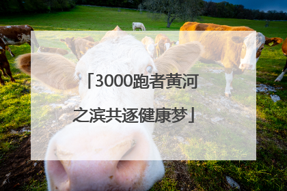 3000跑者黄河之滨共逐健康梦